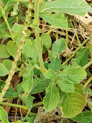 Achyranthes indica