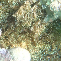 Lebrunia neglecta