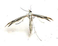 Platyptilia celidotus