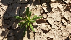 Nama hispida spathulata