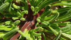 Nama hispida spathulata