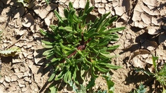 Nama hispida spathulata