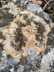 Xanthoria parietina