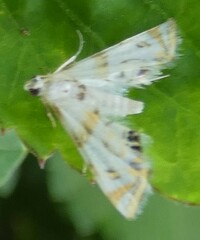 Eoparargyractis