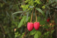 Crinodendron hookerianum