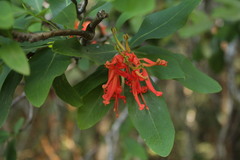 Embothrium coccineum