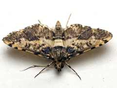 Nacoleia amphicedalis