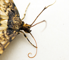 Nacoleia amphicedalis