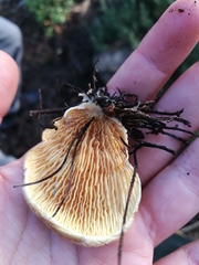 Tapinella panuoides