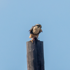 Falco femoralis