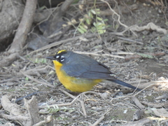 Basileuterus lachrymosus