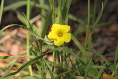 Oxalis pes-caprae