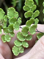 Adiantum chilense