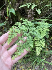 Adiantum chilense