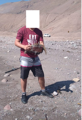 Myliobatis peruvianus