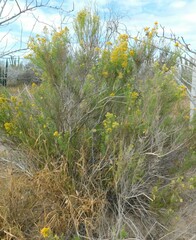 Xylothamia diffusa