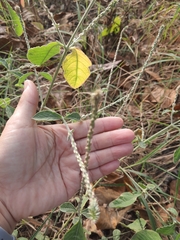 Achyranthes