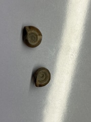 Planorbella trivolvis