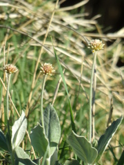 Pfaffia gnaphalioides