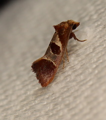 Choristis discotypa