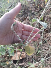 Achyranthes