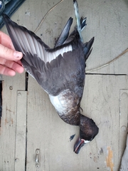 Aythya affinis