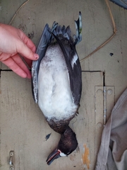 Aythya affinis