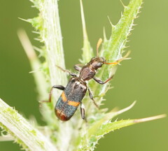 Eleale pulchra