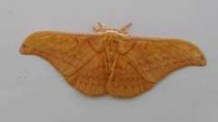 Antheraea