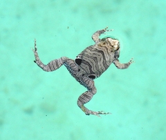 Physalaemus nattereri