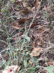 Achyranthes