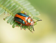Calomela curtisi