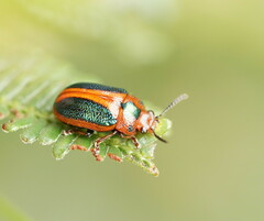 Calomela curtisi