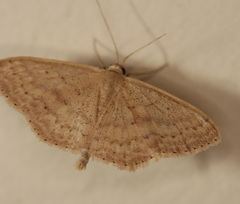 Scopula optivata