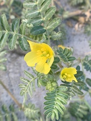 Tribulus taiwanense