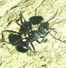 Polyrhachis phryne