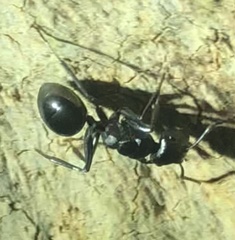 Polyrhachis phryne