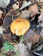 Suillus glandulosus