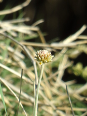 Pfaffia gnaphalioides