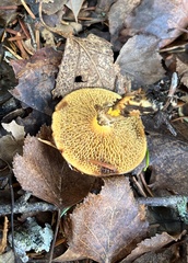 Suillus glandulosus