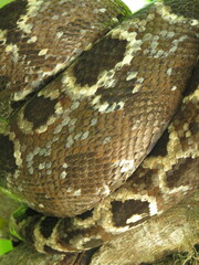 Corallus hortulana