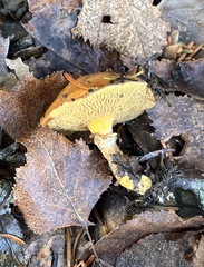 Suillus glandulosus