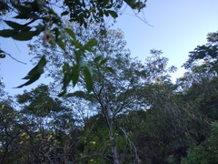 Lysiloma divaricatum