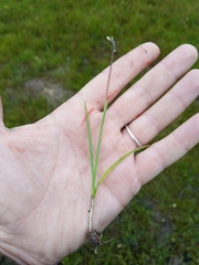 Hesperantha pilosa