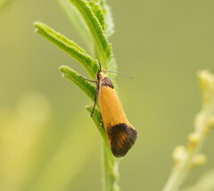 Merocroca automima