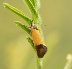 Merocroca automima