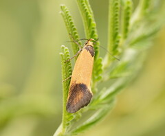 Merocroca automima