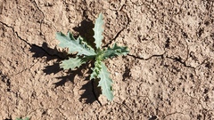 Argemone munita