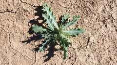 Argemone munita