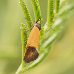 Merocroca automima